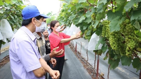 Trung tâm Khuyến nông Hà Nội luôn tích cực hỗ trợ bà con nông dân chăm sóc và phát triển cây trồng