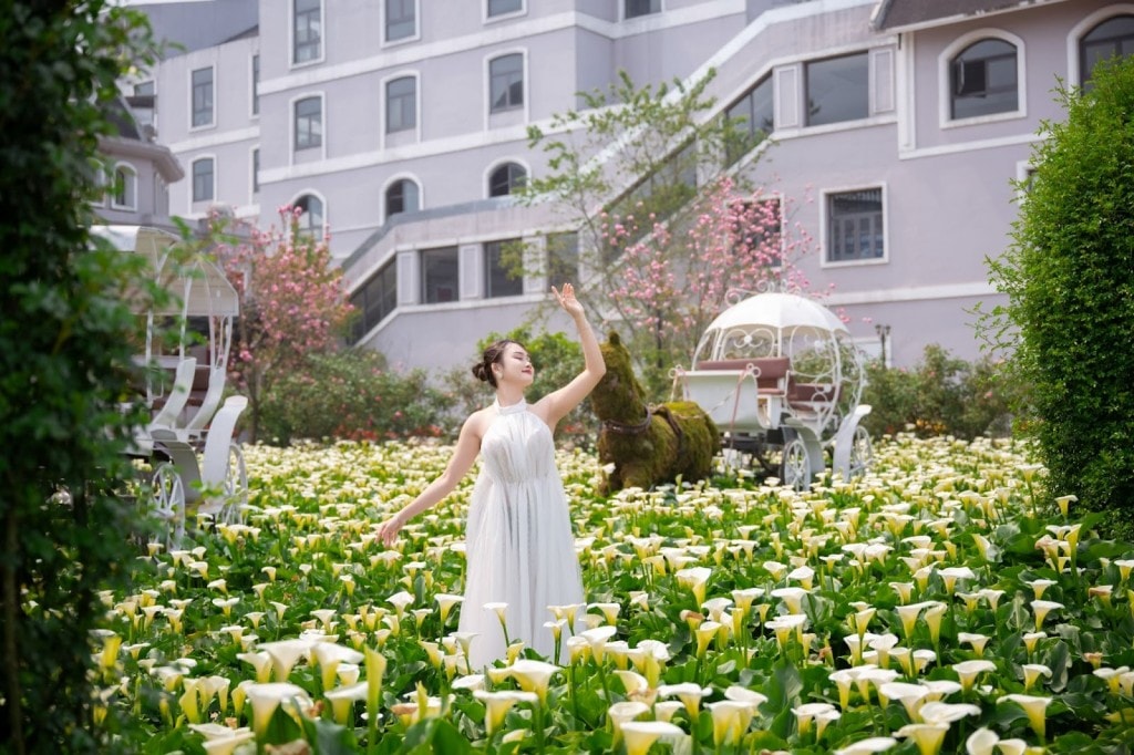 Độc đáo đồi hoa anh đào giữa núi rừng Tây Bắc