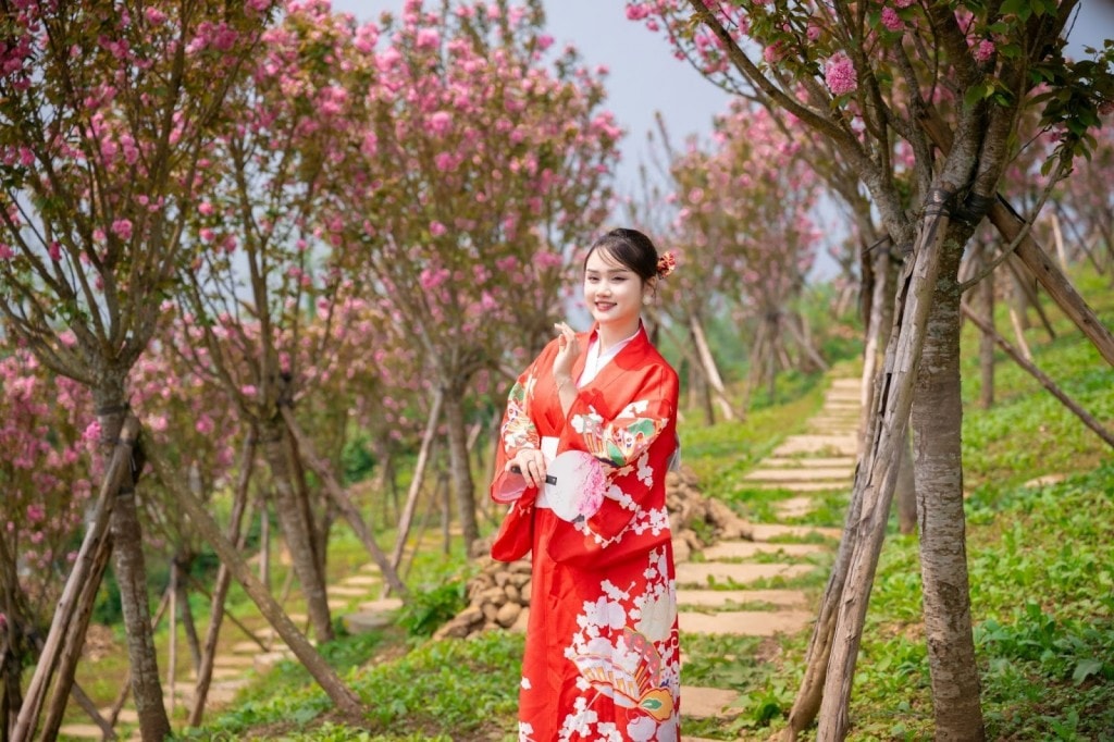 Độc đáo đồi hoa anh đào giữa núi rừng Tây Bắc