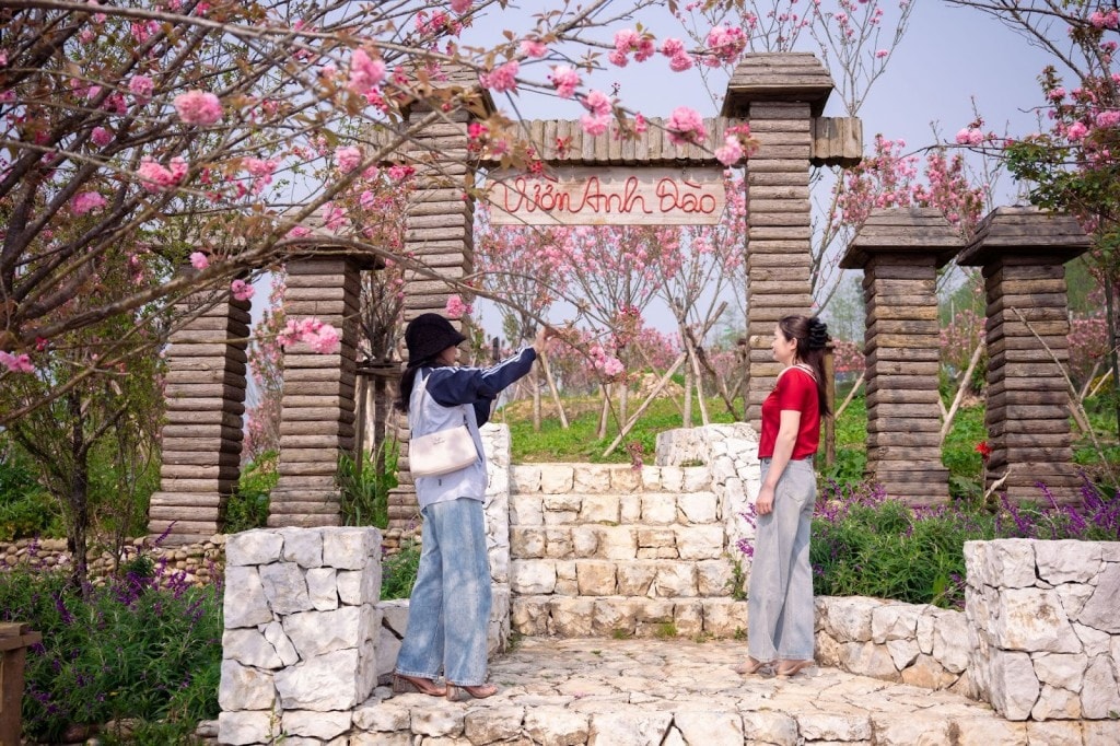 Độc đáo đồi hoa anh đào giữa núi rừng Tây Bắc