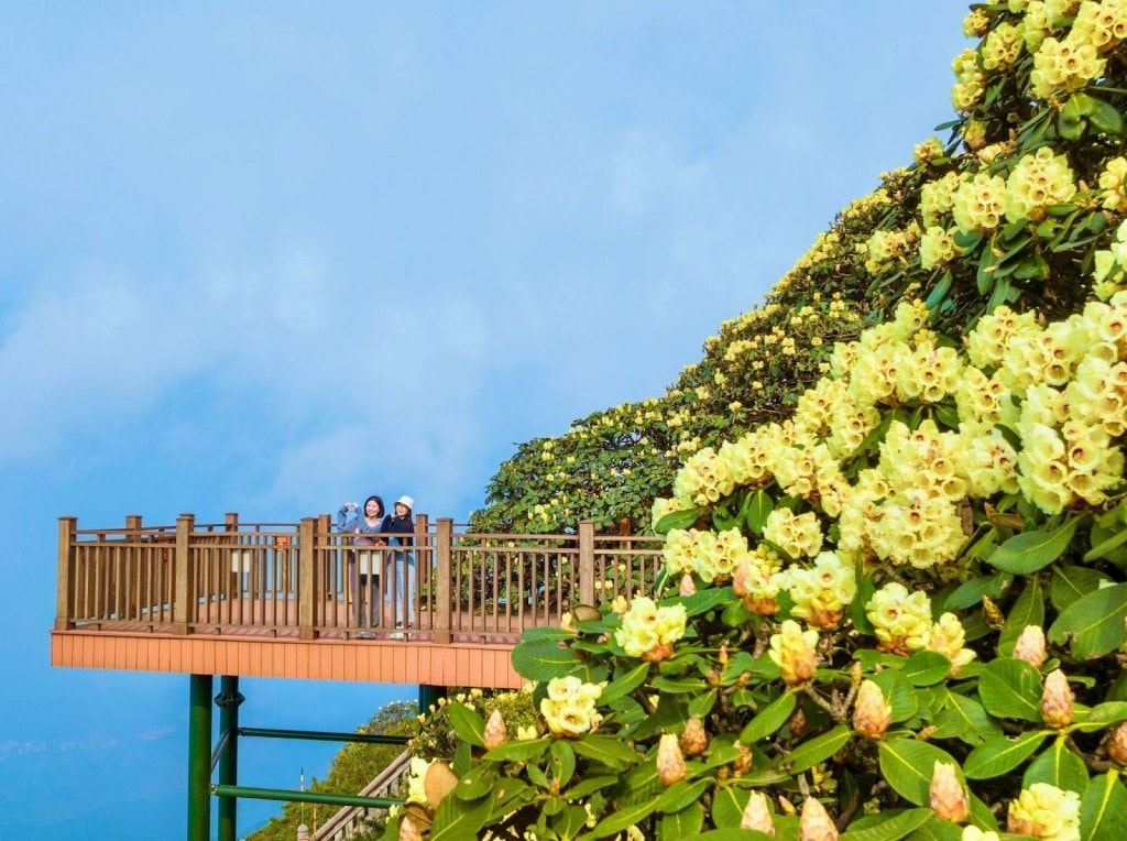 Độc đáo đồi hoa anh đào giữa núi rừng Tây Bắc