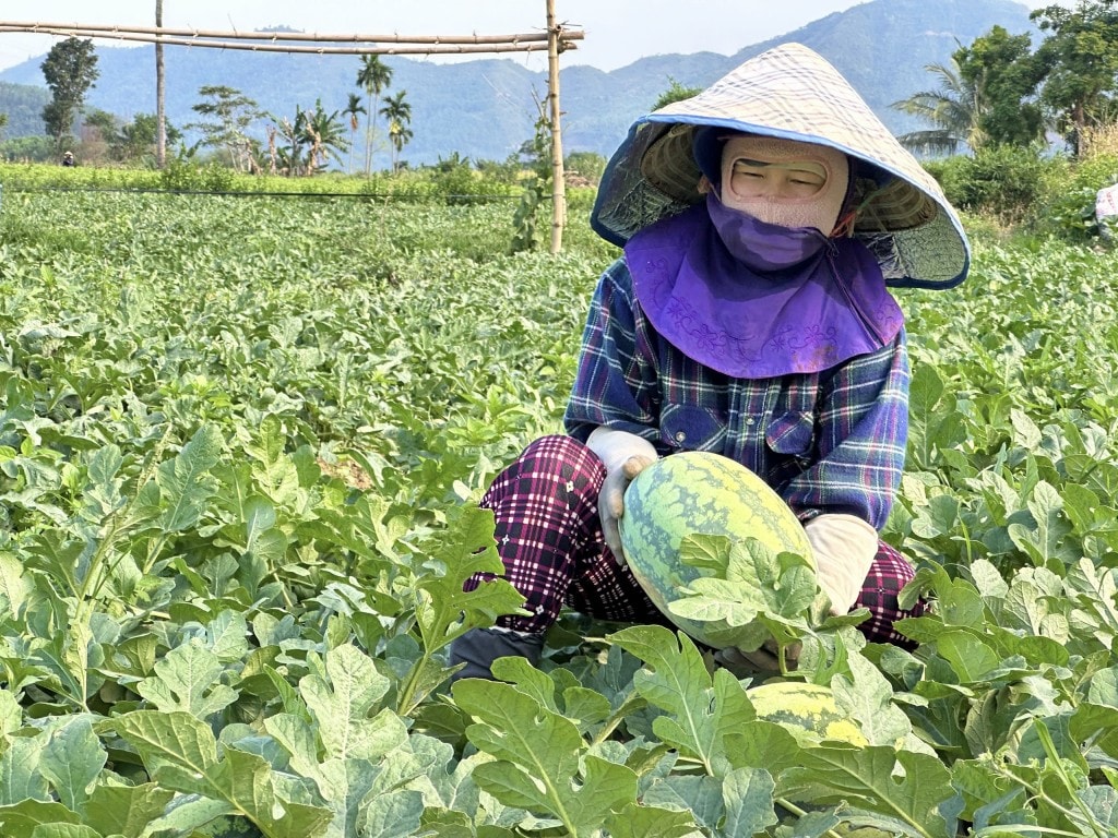 Nếu không tưới tắm cho cây đủ lượng nước, dưa hấu sẽ bị héo cuống, không đạt cân, thương lái thu mua với giá thấp hoặc không mua (Ảnh Đ.Minh) Nếu không tưới tắm cho cây đủ lượng nước, dưa hấu sẽ bị héo cuống, không đạt cân, thương lái thu mua với giá thấp hoặc không mua (Ảnh Đ.Minh)