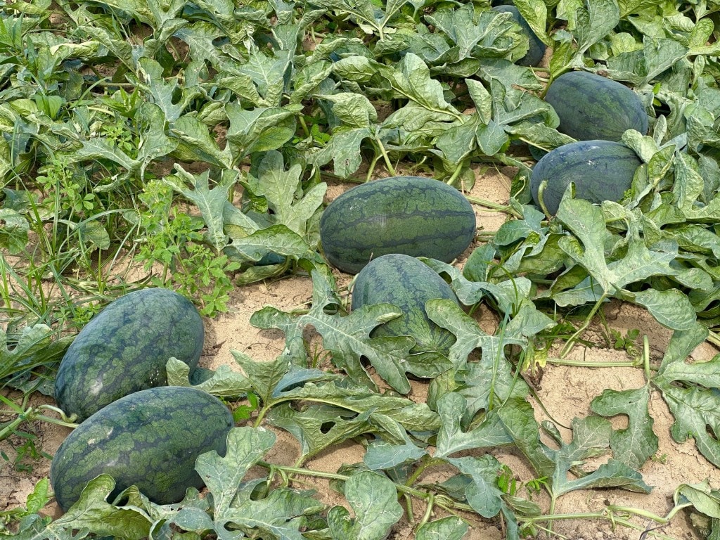 Dưa hấu tại vườn (Ảnh Đ.Minh) Dưa hấu tại vườn (Ảnh Đ.Minh)