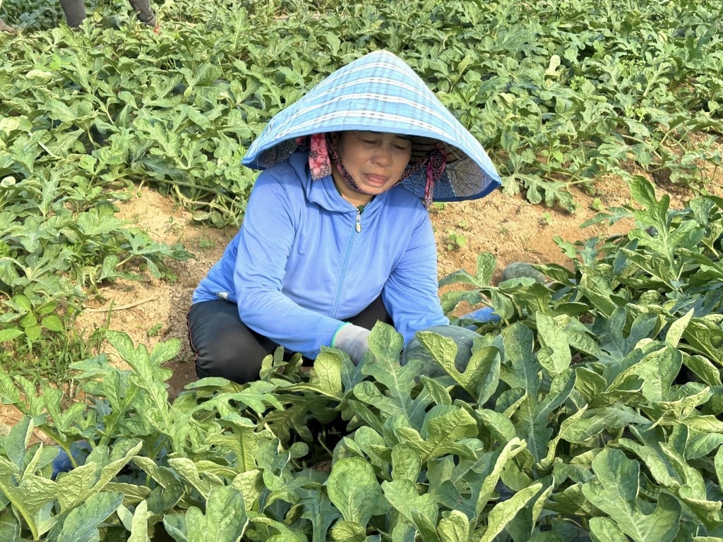 Nhiều hộ nông dân đang hy vọng giá cả sẽ nhích lên trong những ngày tới (Ảnh Đ.Minh) Nhiều hộ nông dân đang hy vọng giá cả sẽ nhích lên trong những ngày tới (Ảnh Đ.Minh)