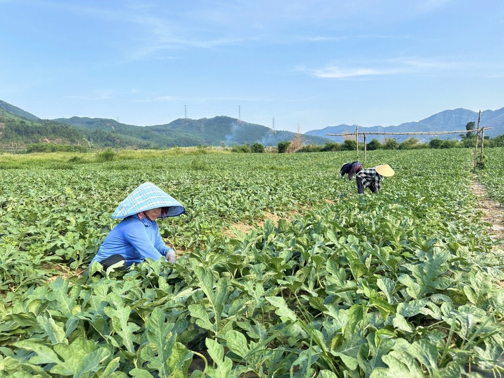 Nông dân ở xã Hòa Bắc, huyện Hòa Vang đã chuyển đổi diện tích đất không chủ động nước tưới qua trồng dưa hấu mang lại hiệu quả kinh tế cao hơn (Ảnh Đ.Minh) Nông dân ở xã Hòa Bắc, huyện Hòa Vang đã chuyển đổi diện tích đất không chủ động nước tưới qua trồng dưa hấu mang lại hiệu quả kinh tế cao hơn (Ảnh Đ.Minh)