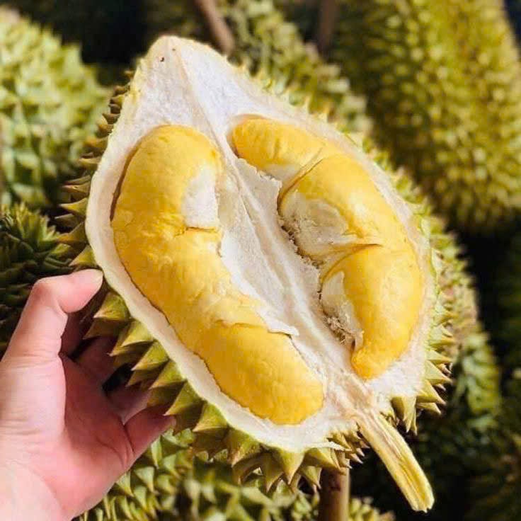 BộNô