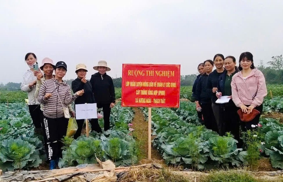 mo-hinh-canh-dong-khong-bao-bi-thuoc-bao-ve-thuc-vat-tai-xa-huong-ngai-huyen-thach-that-.-anh-son-tung-1.jpg
