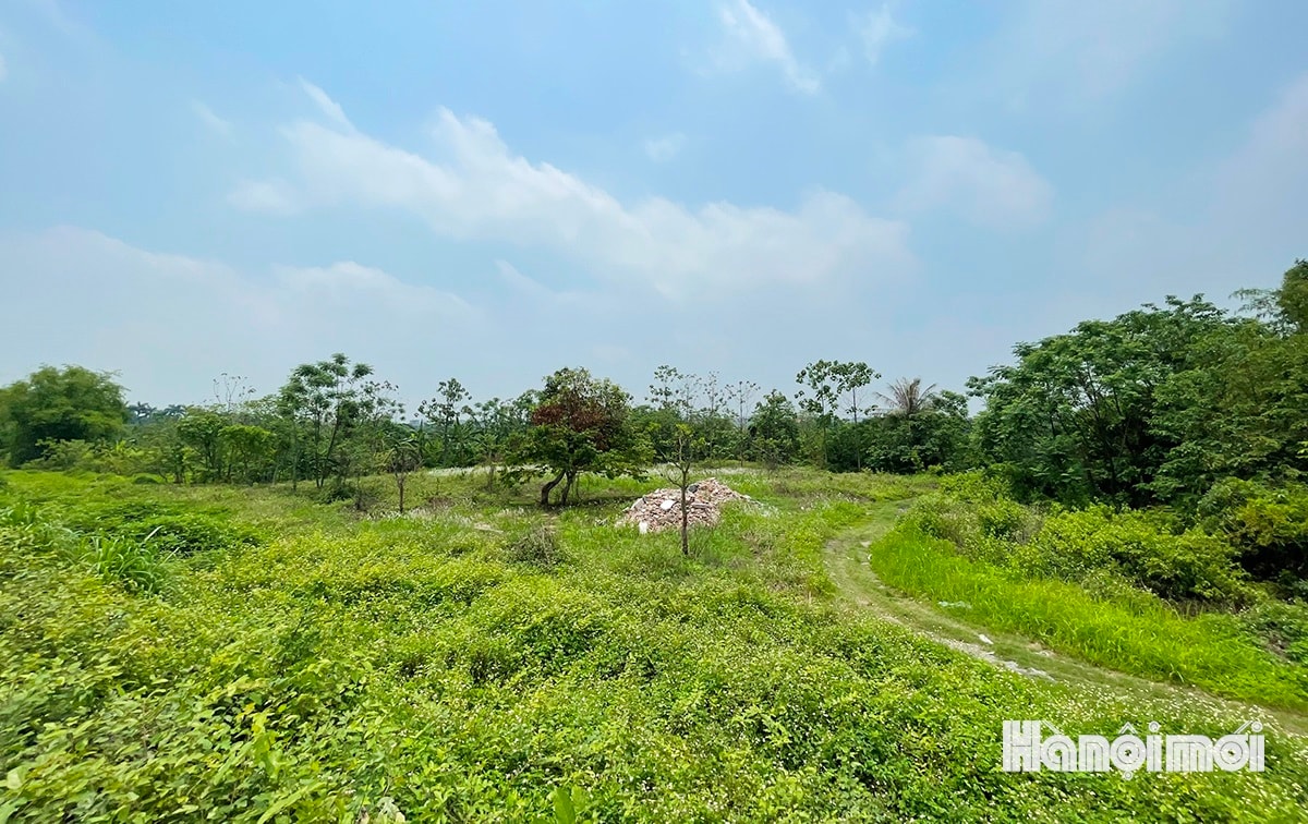W_cau-tran-hung-dao-10.jpg