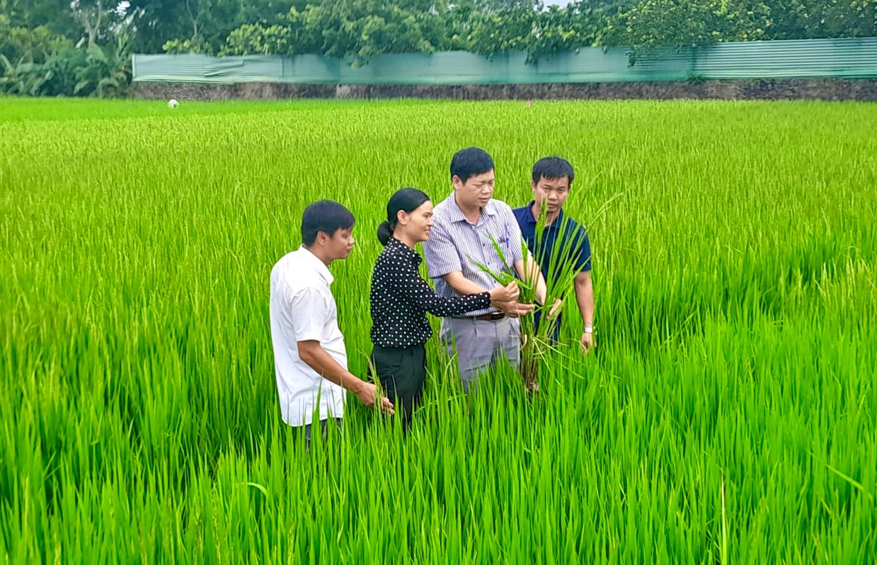 can-bo-nganh-nong-nghiep-va-moi-truong-ha-noi-kiem-tra-chat-luong-lua-tai-huyen-me-linh.-anh-tung-nguyen.jpg