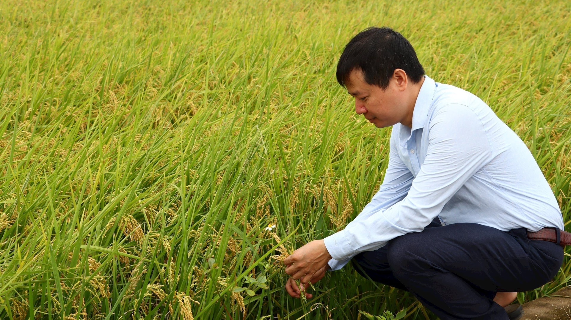Toàn thành phố thu hoạch được 921,6ha lúa xuân
