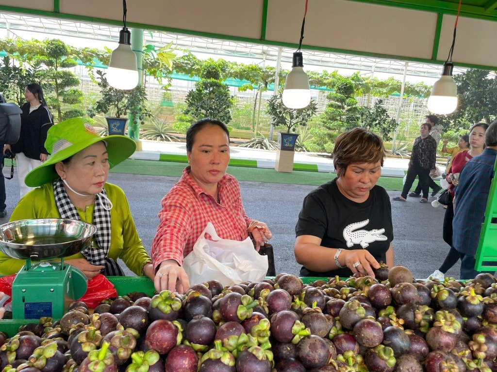 Măng cụt tươi ngon chỉ có giá 60.000/kg