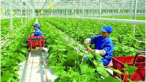 Các xã đặc biệt khó khăn và huyện nghèo cũ ở Quảng Ngãi tiếp tục triển khai dự án giảm nghèo theo quy định cũ sau sáp nhập hành chính. (Ảnh: minh hoạ)