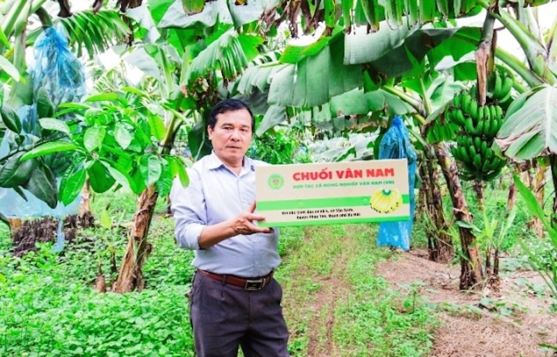 chuoi-van-nam.jpg