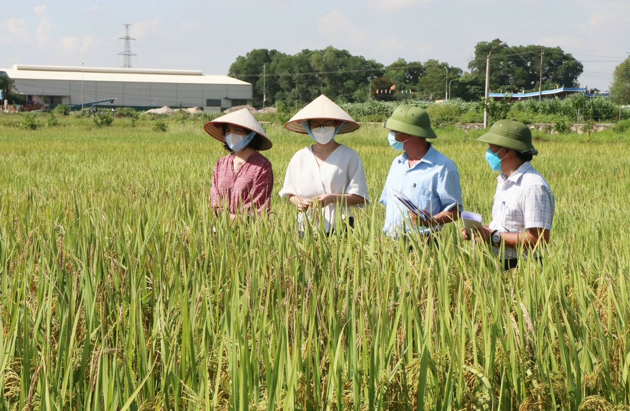 cong-ty-co-phan-kinh-doanh-che-bien-nong-san-bao-minh-lien-ket-voi-hop-tac-xa-nong-nghiep-huu-co-dong-phu-huyen-chuong-my-phat-trien-vung-nguyen-lieu-gao-phuc-vu-xuat-khau.-anh-anh-ngoc.jpg