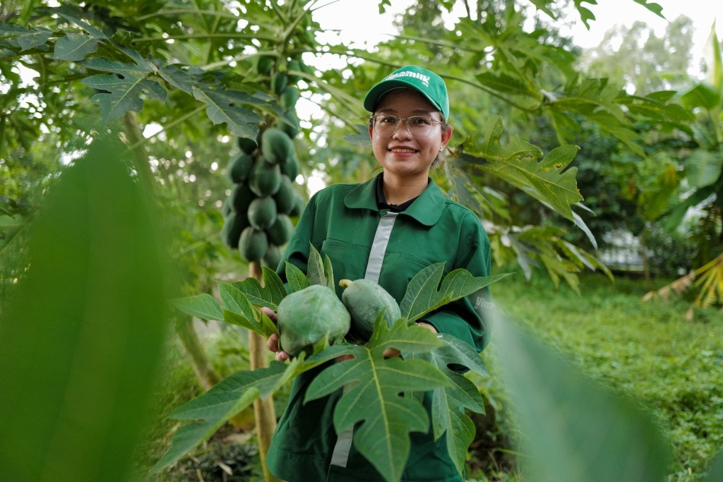 Ngoài nguyên liệu làm thức ăn thô xanh cho đàn bò, trang trại còn trồng nhiều loại cây ăn trái tạo bức tranh đa dạng sinh học (Ảnh: An Minh).