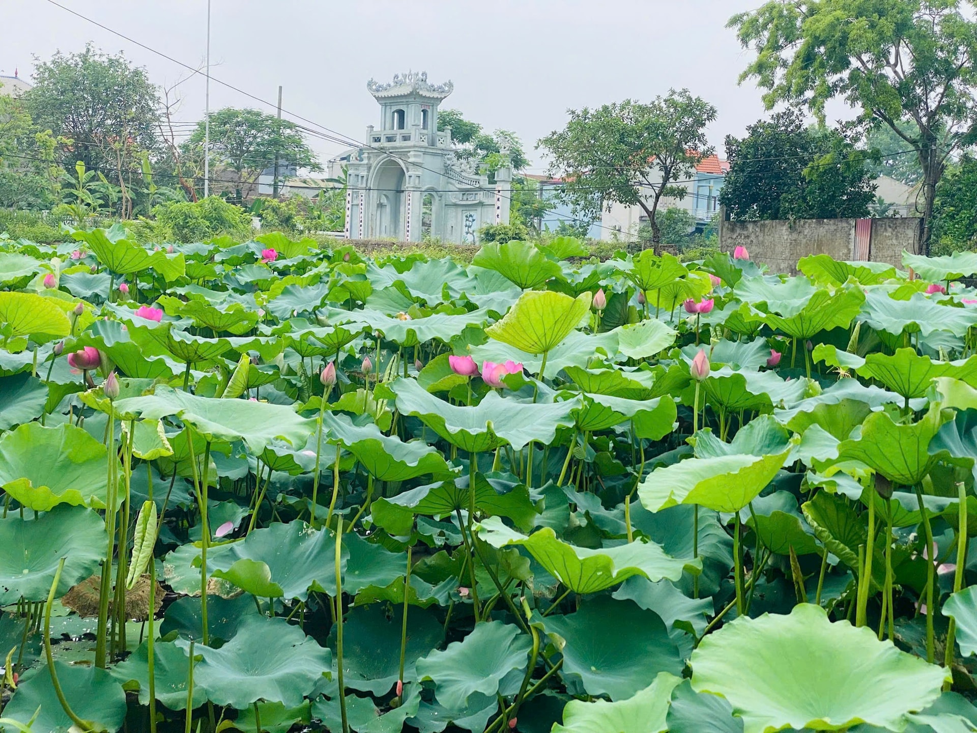 ung-thien.jpg