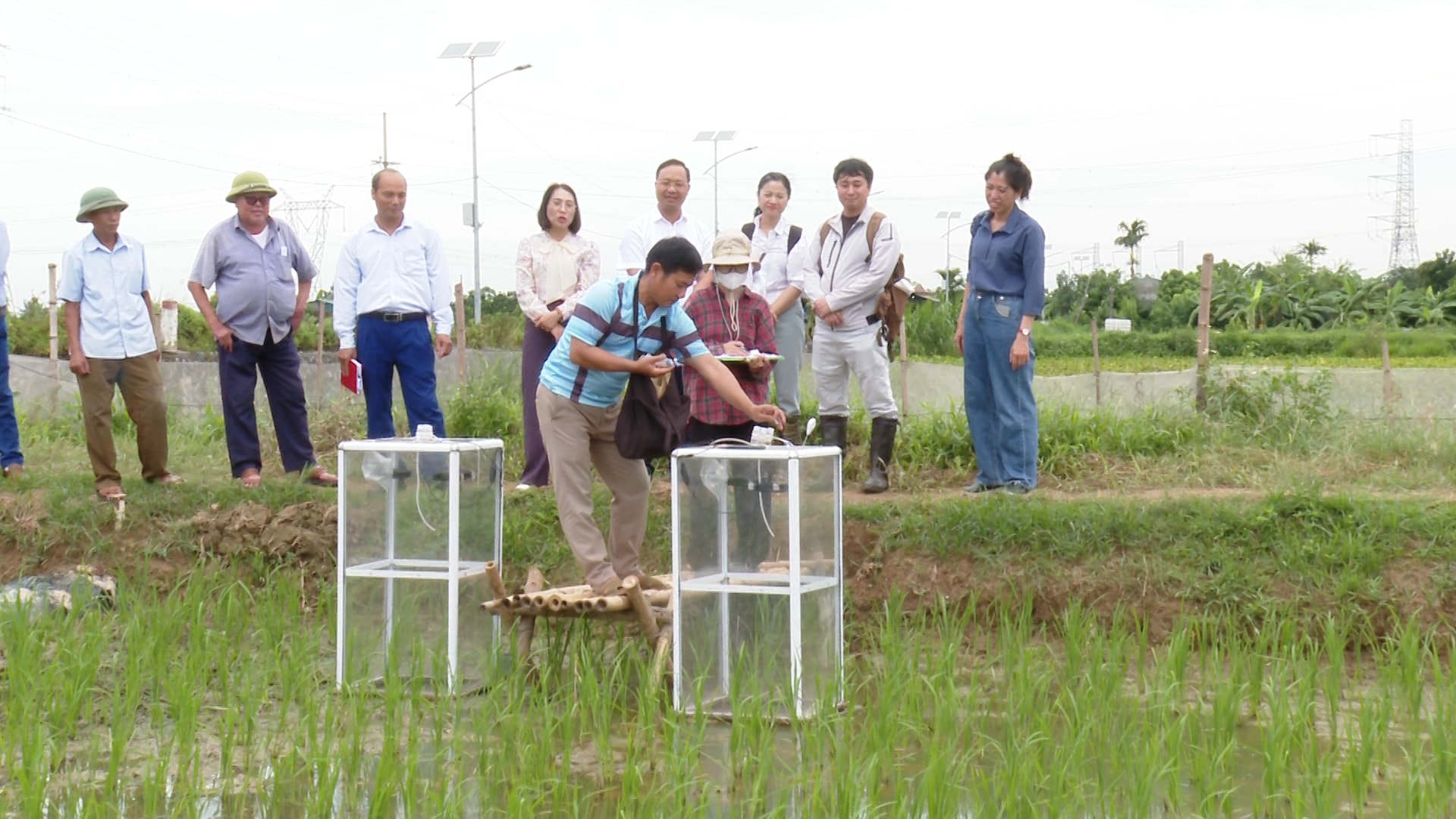 lua-phat-thai-thap-ung-hoa5.jpg
