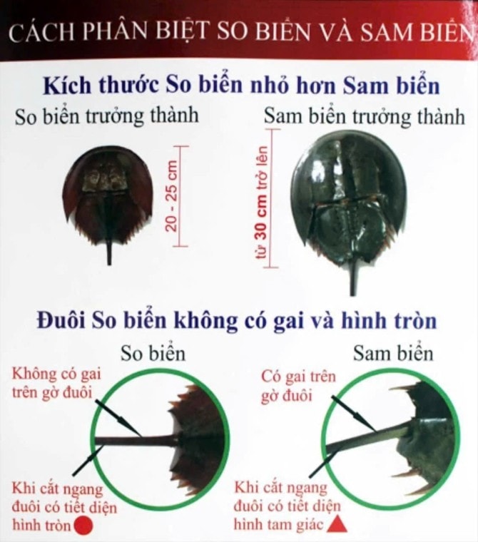 Cách phân biệt so biển và sam biển Cách phân biệt so biển và sam biển