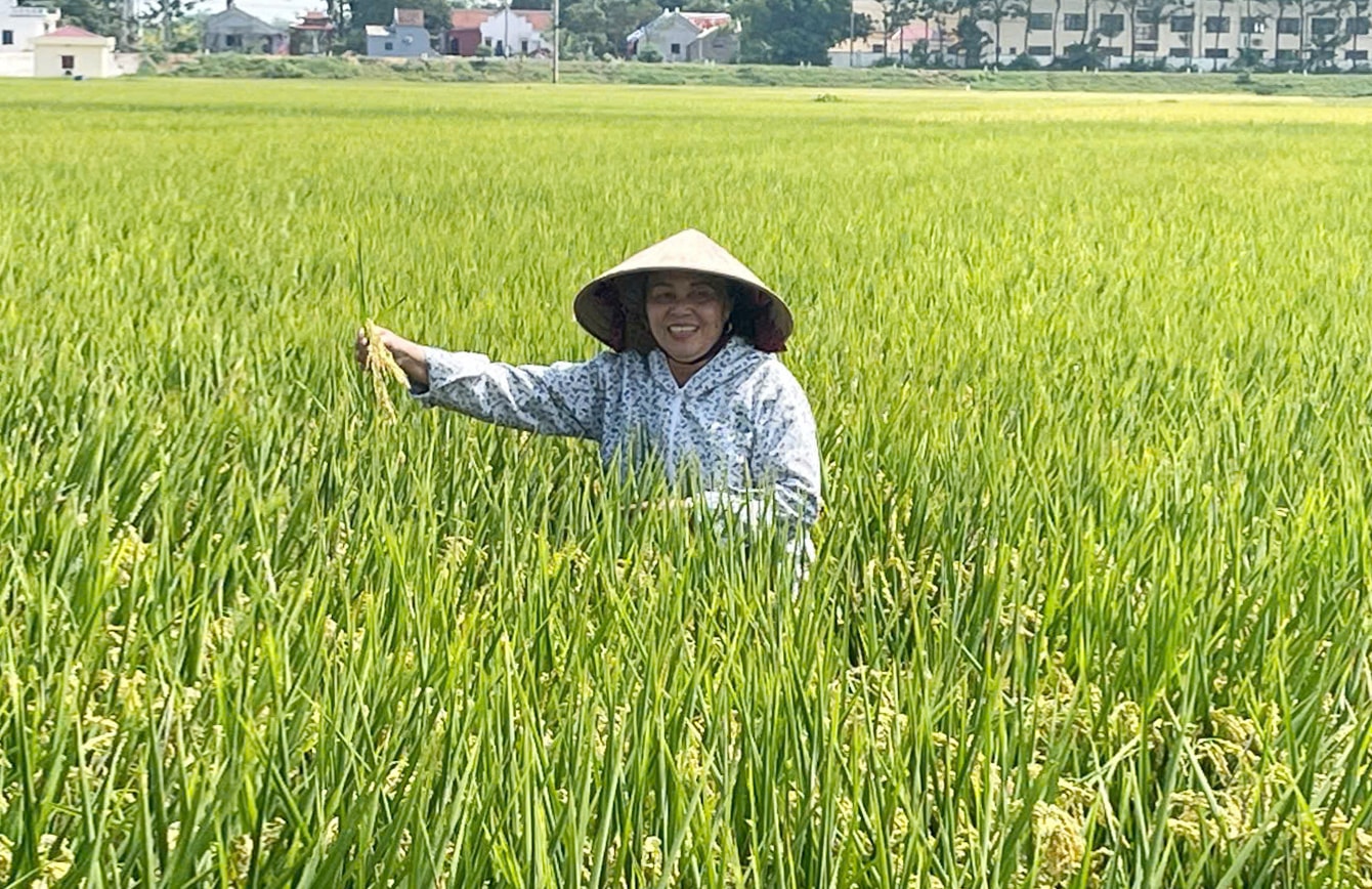 mo-hinh-trong-lua-chat-luong-cao-cua-nong-dan-xa-yen-lang.-anh-huong-giang.jpg