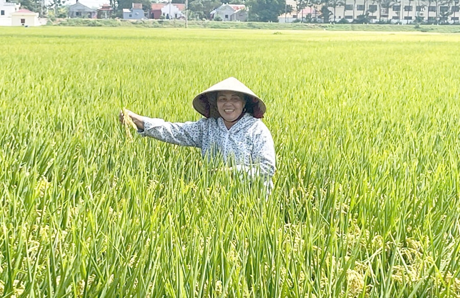 canh-dong.jpg