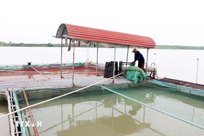 Người dân xã An Phú, Hải Phòng gia cố, chằng chéo lồng bè, kiểm tra phao nổi, khung sắt và sẵn sàng phương án di dời lồng nuôi đến vị trí ít ảnh hưởng bởi gió lớn và dòng chảy mạnh. (Ảnh: Mạnh Tú/TTXVN) Người dân xã An Phú, Hải Phòng gia cố, chằng chéo lồng bè, kiểm tra phao nổi, khung sắt và sẵn sàng phương án di dời lồng nuôi đến vị trí ít ảnh hưởng bởi gió lớn và dòng chảy mạnh. (Ảnh: Mạnh Tú/TTXVN)