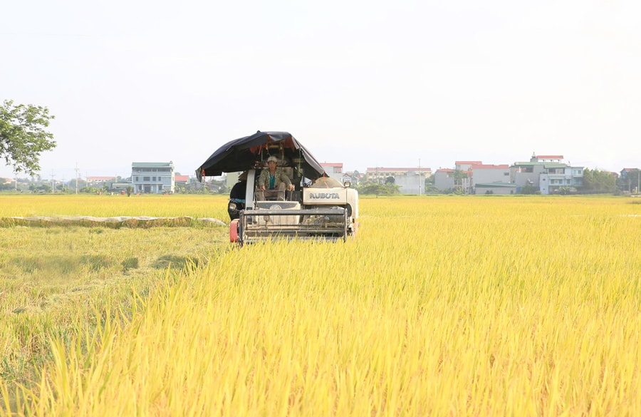 nong-1.jpg