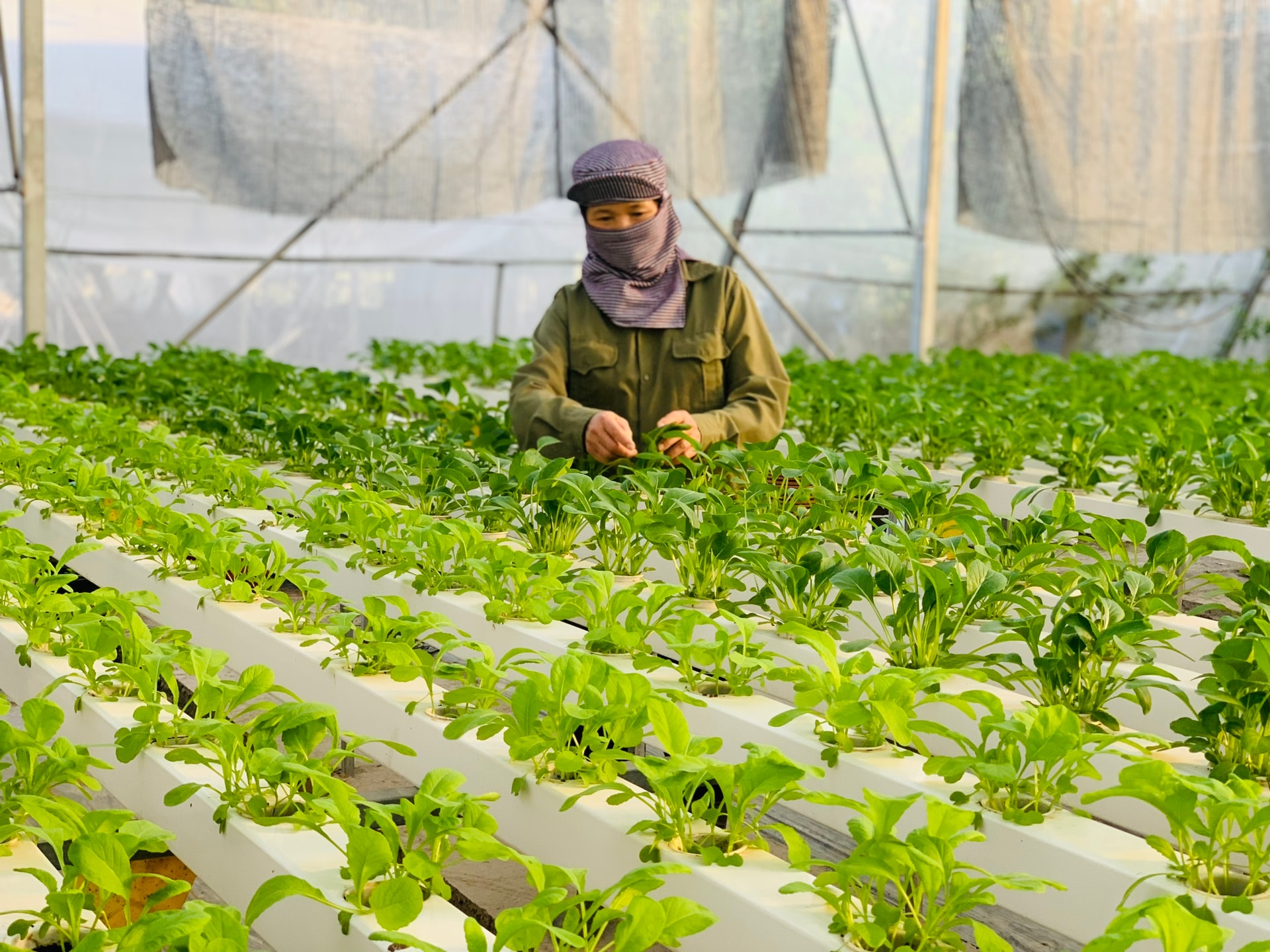 Mô hình rau thủy canh ở xã Thanh Trì. Ảnh: Phương Xuyến.