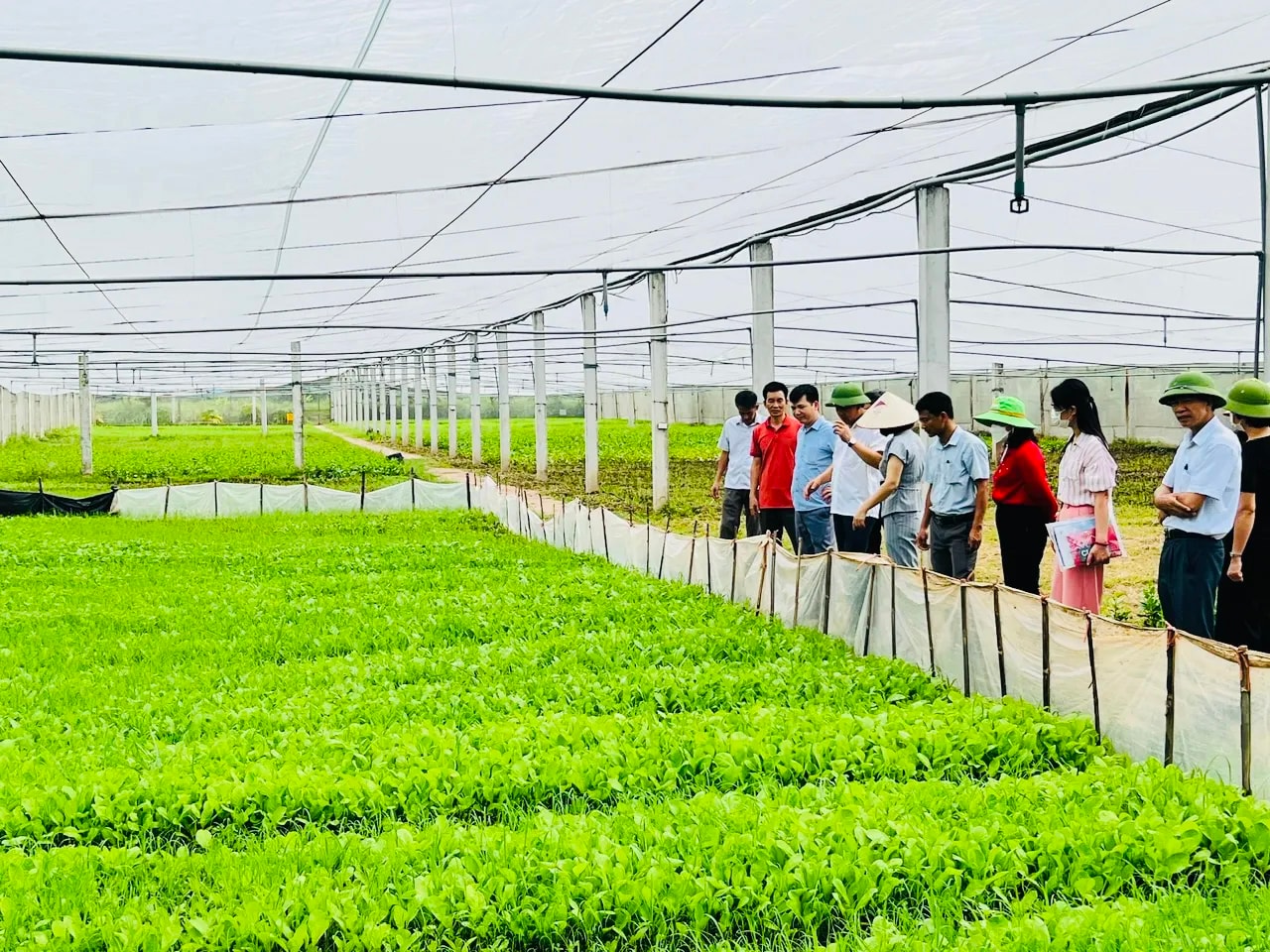 Định hướng phát triển các vùng sản xuất nông nghiệp tập trung, ứng dụng công nghệ cao, hình thành các chuỗi liên kết từ sản xuất đến tiêu thụ tại xã Thường Tín.