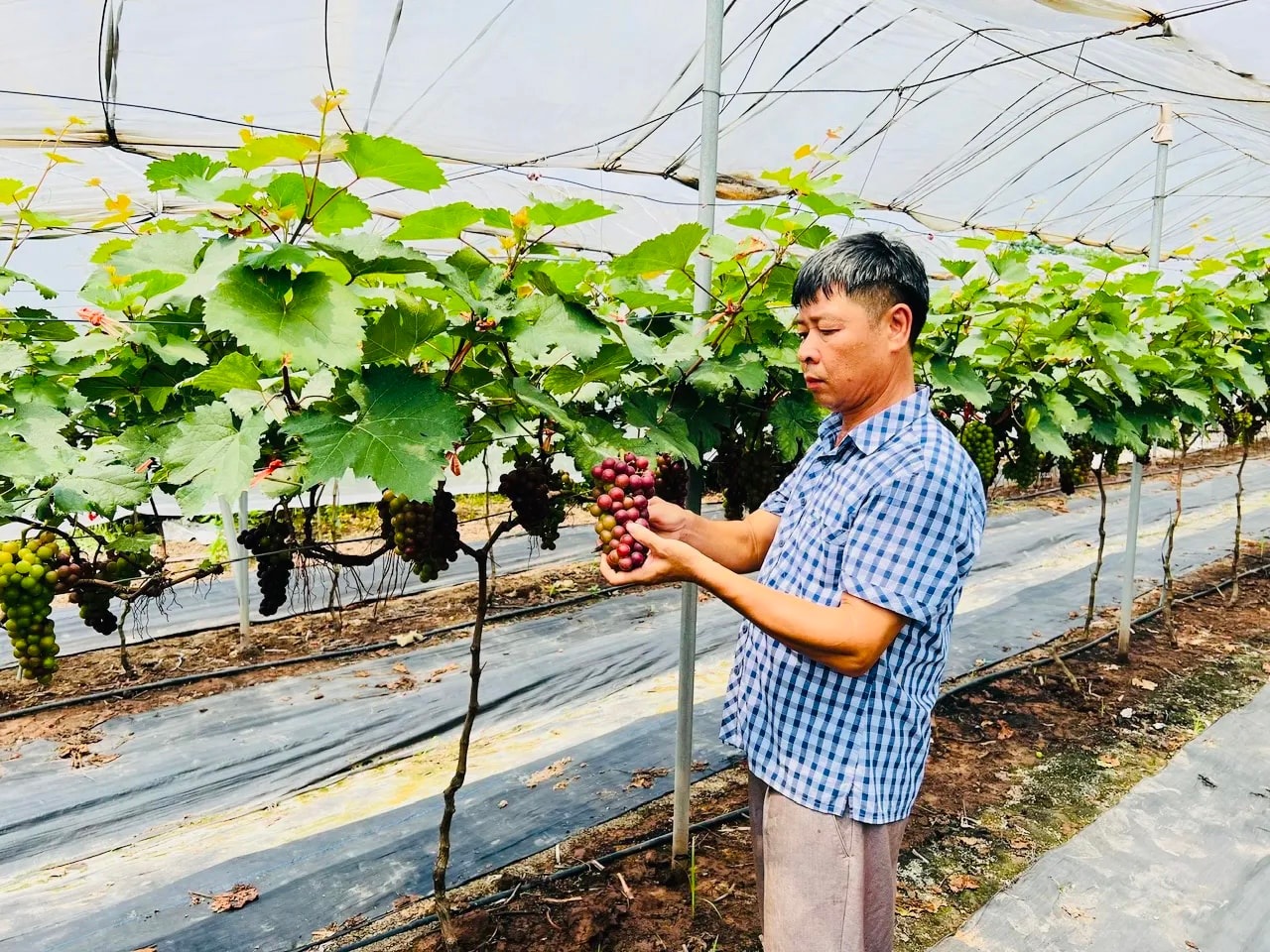 Định hướng phát triển các vùng sản xuất nông nghiệp tập trung, ứng dụng công nghệ cao, hình thành các chuỗi liên kết từ sản xuất đến tiêu thụ tại xã Thường Tín.
