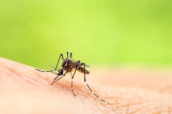 [Podcast] Cảnh báo nguy cơ bùng phát dịch Chikungunya tại Việt Nam