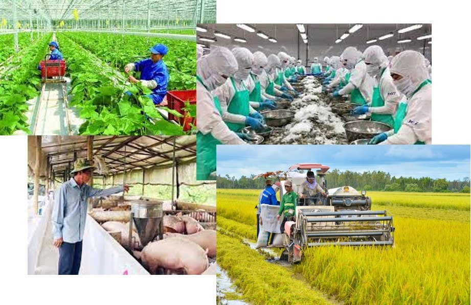 Thúc đẩy sản xuất nông, lâm, thủy sản gắn với xuất khẩu và tiêu dùng bền vững