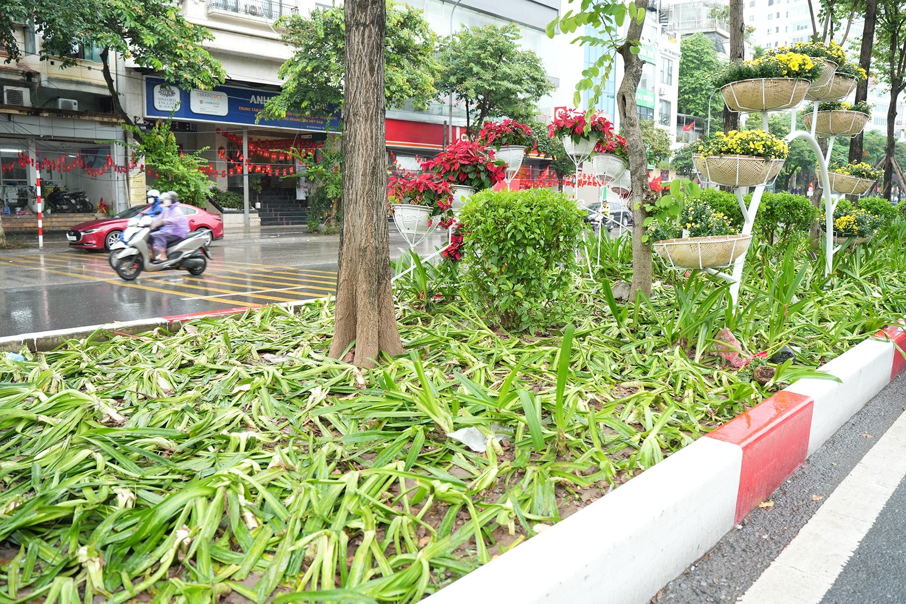 Rất nhiều thảm thực vật tại dải phân cách đường Văn Cao bị dập nát, hư hỏng nghiêm trọng