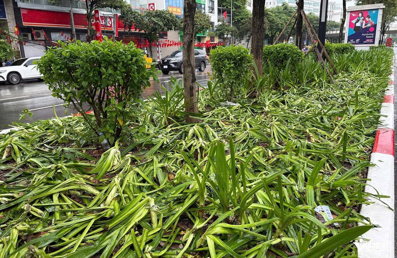 The-landscape-tree-at-the-separator-of-van-cao-phuong-ngoc-ha-was-damaged-after-the-general-training-session-of-military-control-operations-on-24-8.jpg