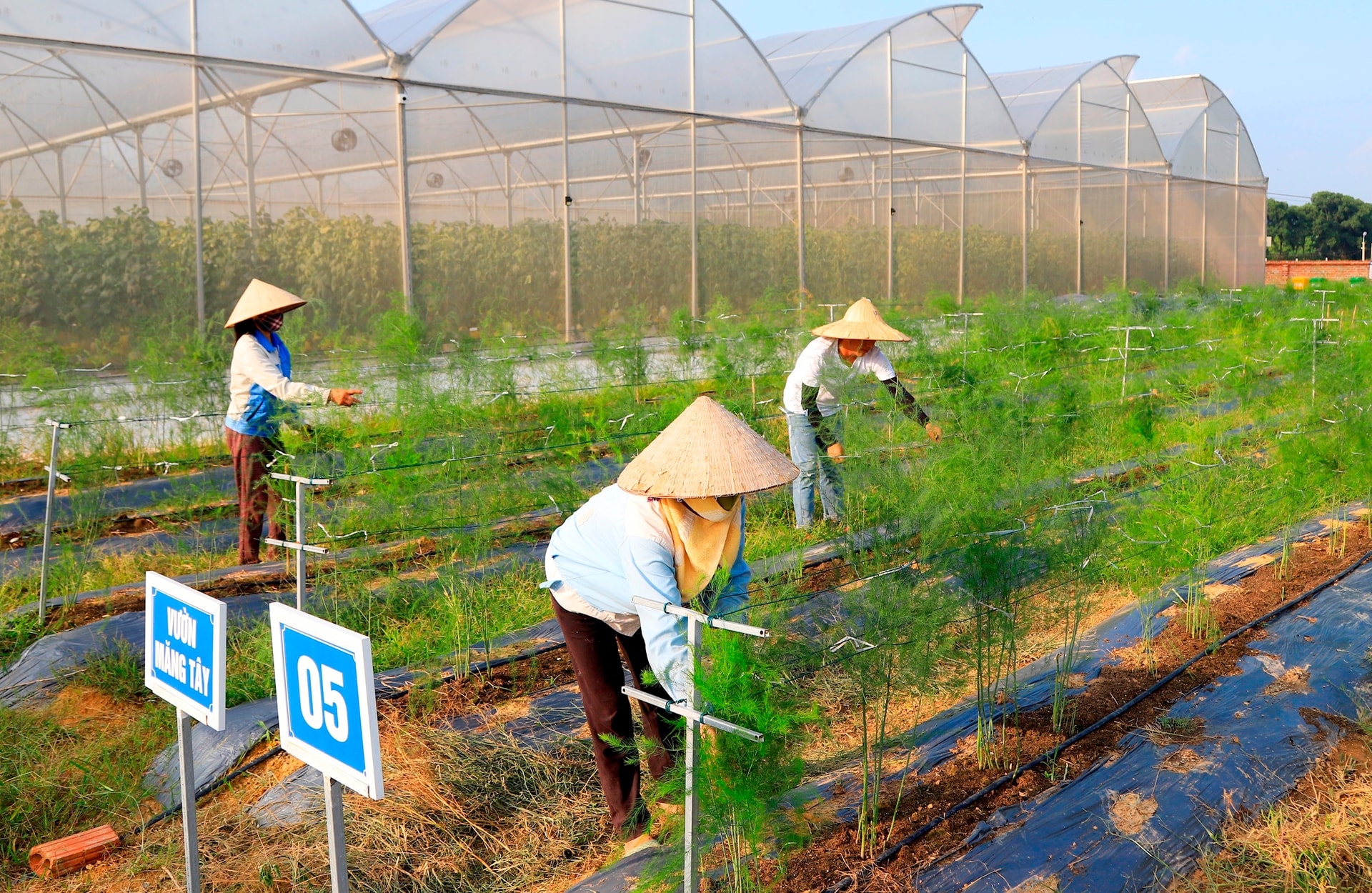Modelo portátil padrão global de cooperação remota avançada Kim Anh, servindo processamento e exportação.-anh-nguyen-quang.jpg