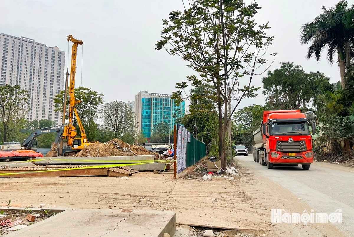Chặt hạ, dịch chuyển cây xanh phục vụ dự án giao thông