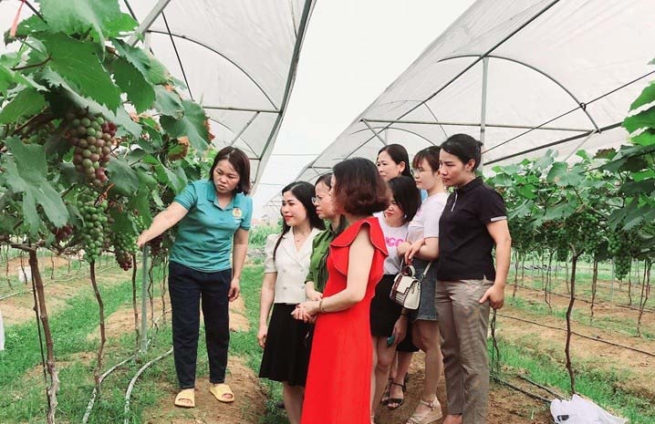 ភ្ញៀវទេសចរណ៍ទទួលបានបទពិសោធន៍នៅសួនទំពាំងបាយជូ Ha Den នៃសហករណ៍កសិកម្ម Dong Son ឃុំ Phu Nghia។-Anh-Minh-Khue.jpg