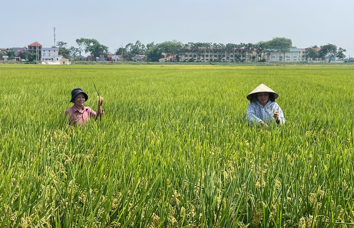 high-quality-rice-fields-in-Yen-Lang-Symposium.-Anh-Huong-Giang.jpg