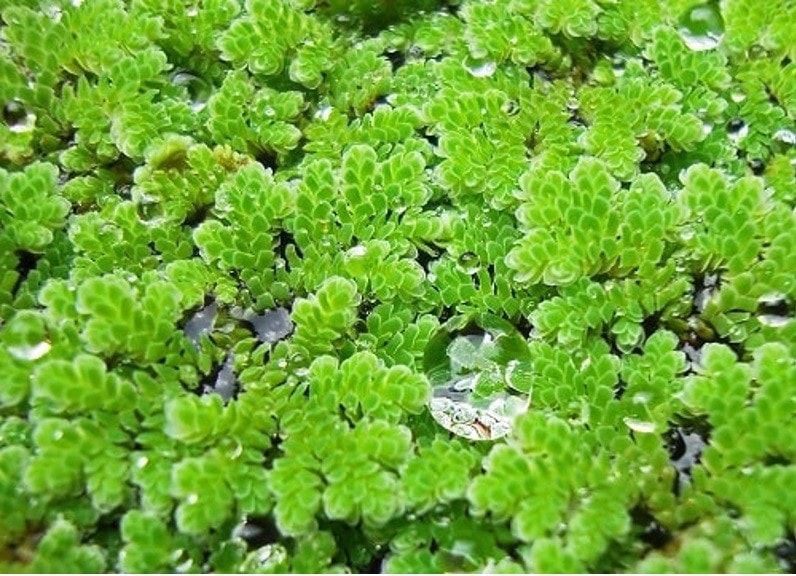 Phát triển siêu cây hấp thụ khí nhà kính có phải là hướng đi