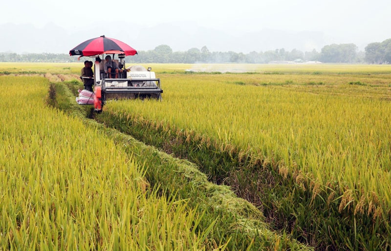 high-quality-rice-farming-in-tam-hung-remote..jpg