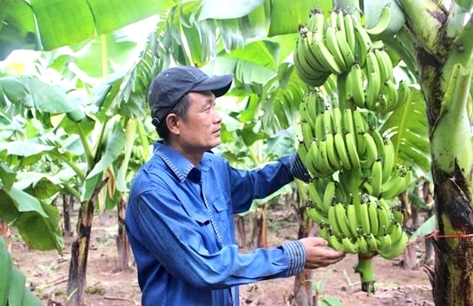 chain-model-at-van-nam-phuc-loc-កសិកម្ម-សហករណ៍-សម្រាប់-សេដ្ឋកិច្ចខ្ពស់-ប្រសិទ្ធភាព។-anh-anh-ngoc.jpeg