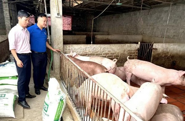 Chăn nuôi lợn trên địa bàn huyện Gia Lâm. Ảnh: Ngọc Ánh 