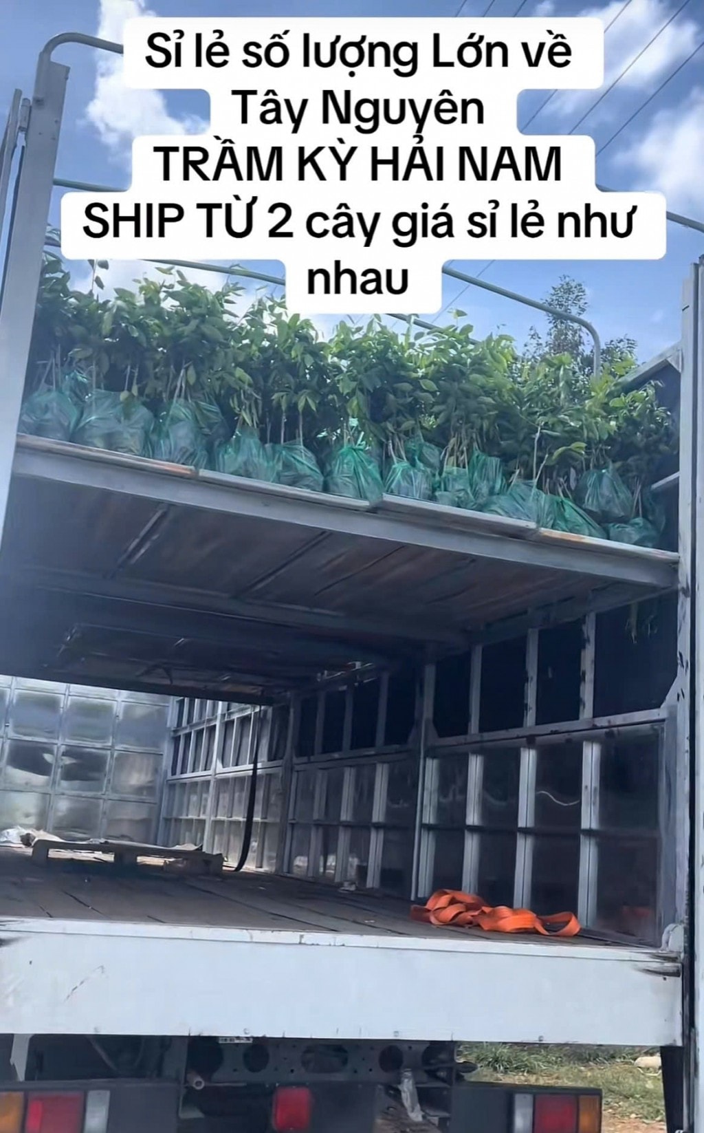 Cục Lâm nghiệp cảnh báo cây trồng không rõ nguồn gốc, cây ngoại lai