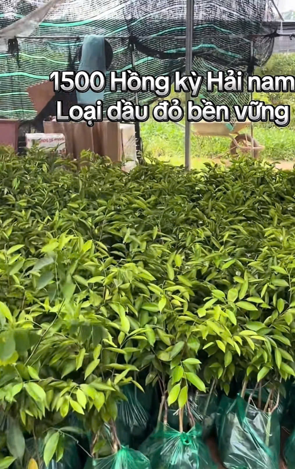 Cục Lâm nghiệp cảnh báo cây trồng không rõ nguồn gốc, cây ngoại lai