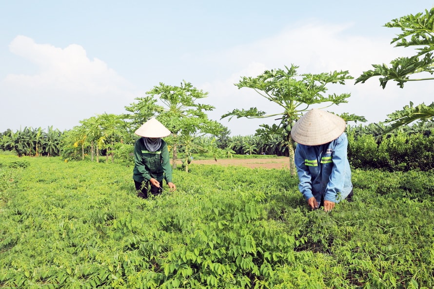 cham-soc-vuon-rau-sach-tai-cong-ty-co-phan-san-xuat-va-kinh-doanh-thuc-pham-an-toan-vinh-ha-xa-dai-xuyen-..jpg