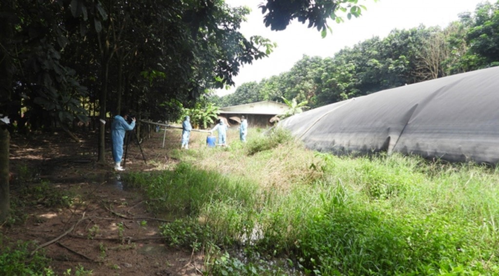 Biogas cho ngành chăn nuôi giúp giảm phát thải khí mê – tan.