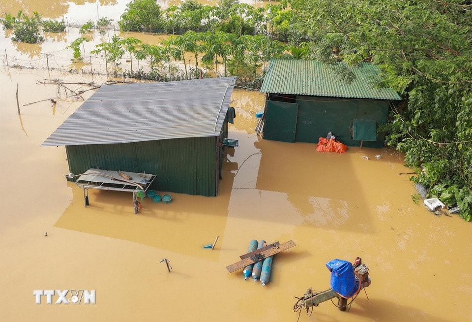 Nước lên nhanh từng giờ nhấn chìm hoa màu, nơi sinh sống của người dân tại bãi giữa sông Hồng. (Ảnh: Phan Phương/TTXVN)