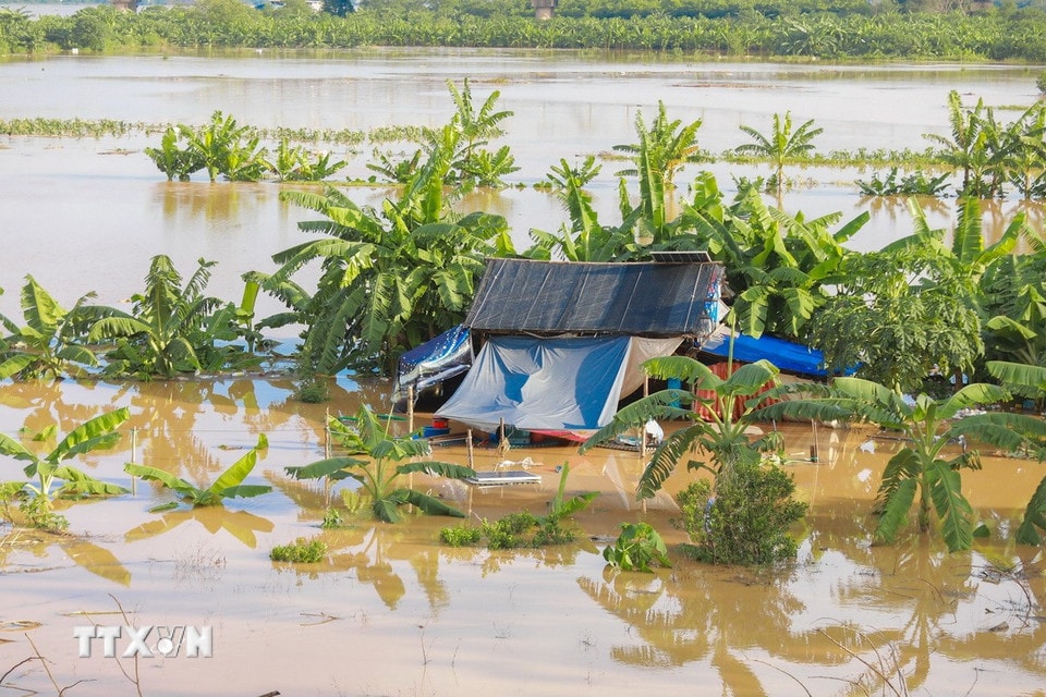 Nước sông Hồng đã dâng cao khiến nhiều khu vực bãi giữa sông Hồng Hà Nội bị cô lập. (Ảnh: Phan Phương/TTXVN)