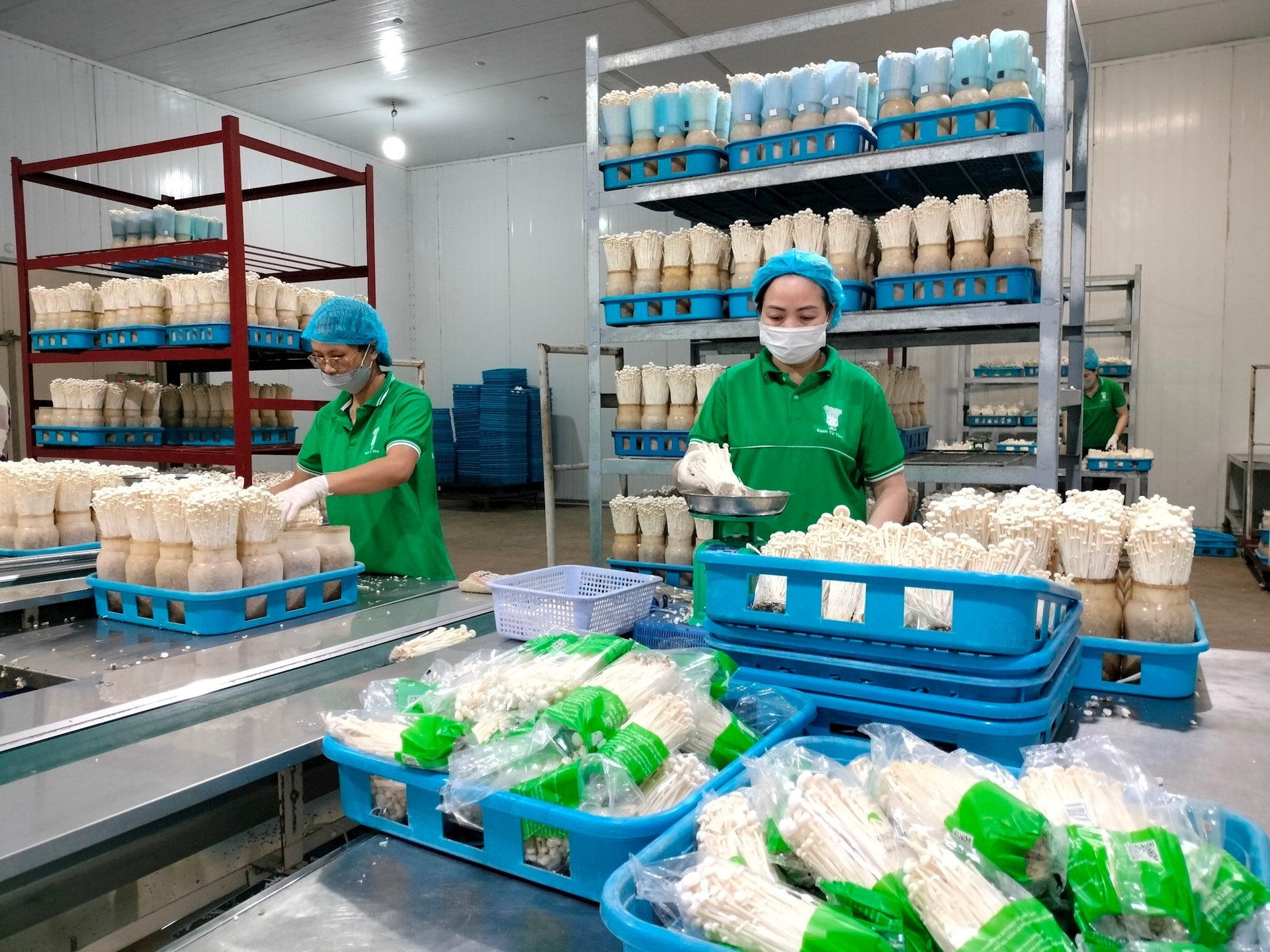 Kinoko Thanh Cao Import-Export Company Limited is one of the pioneering enterprises in applying digital technology in agricultural production in Hanoi..jpg