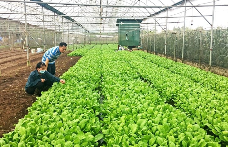 Cuidado seguro de hortalizas en la cooperativa de servicios agrícolas remota de Phu Dong.-Anh-Yen-Nhu.jpg