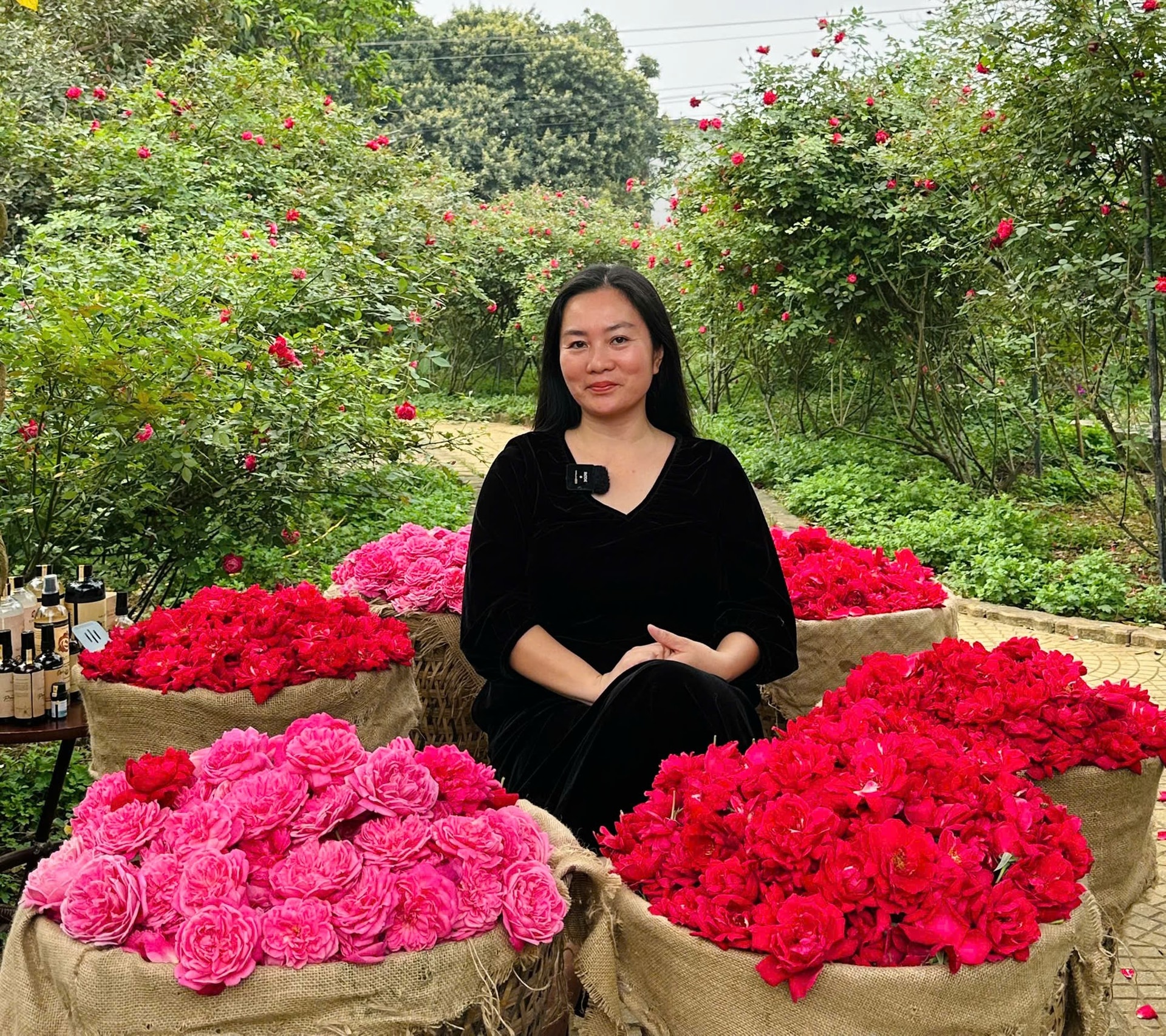 Giữa vườn hồng Xuân Mai, chị Hằng chọn sống chậm, bền bỉ và tử tế với đất - như chính triết lý mà chị theo đuổi. Ảnh: Như Quỳnh